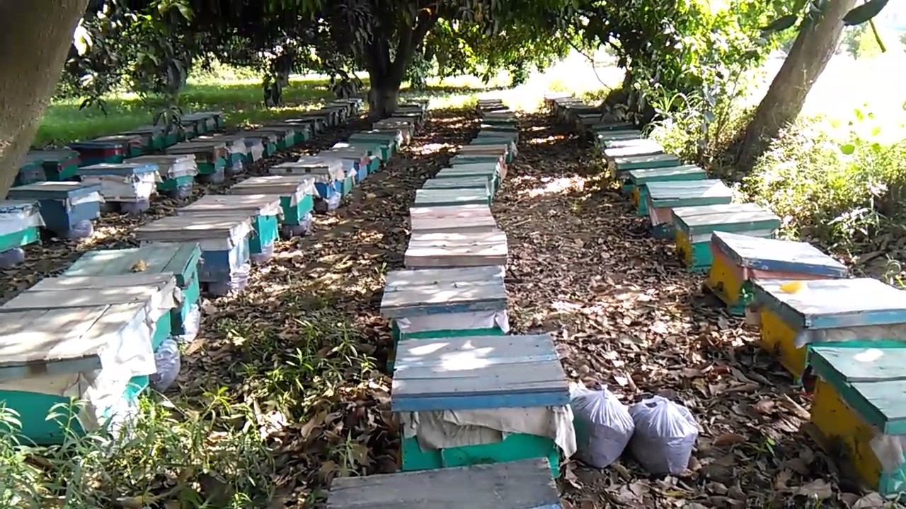 honey production in Pakistan