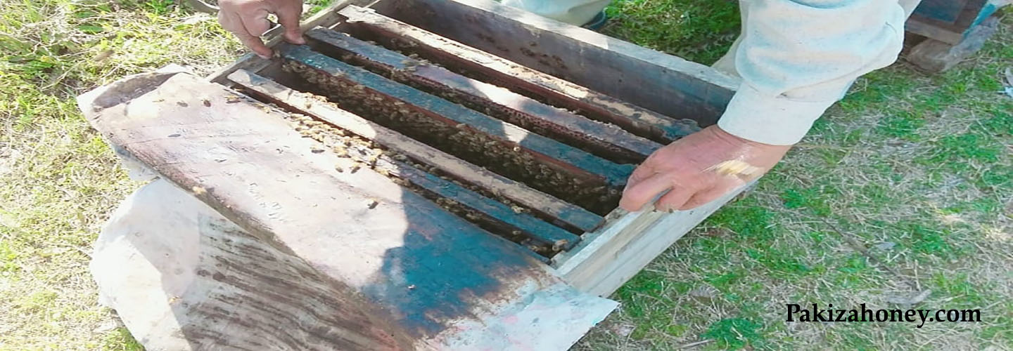 Honey Farming Methods