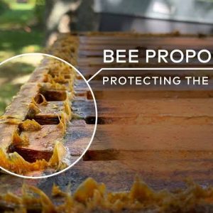 Bee Propolis